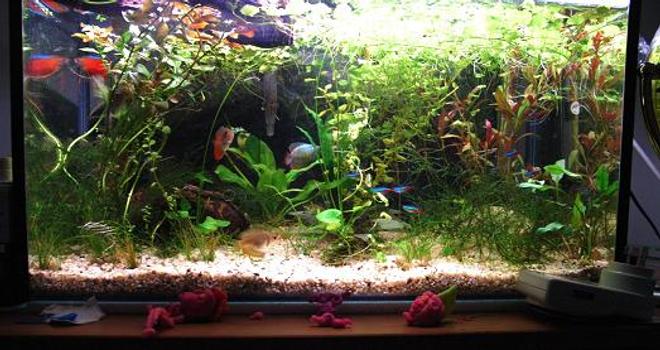 60 gallons planted tank (mostly live plants and fish) - this is my sisters first tank enjoy