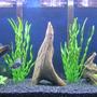 90 gallons freshwater fish tank (mostly fish and non-living decorations) - Juvenile Frontosa Colony