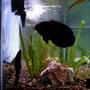 freshwater fish - astronotus ocellatus - red oscar stocking in 55 gallons tank - Ozzy and the Pleco