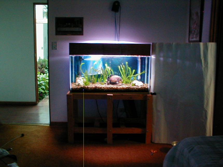 Rated #3104: 55 Gallons Freshwater Fish Tank - The tank now has a glass top and the lights are hanging from the roof