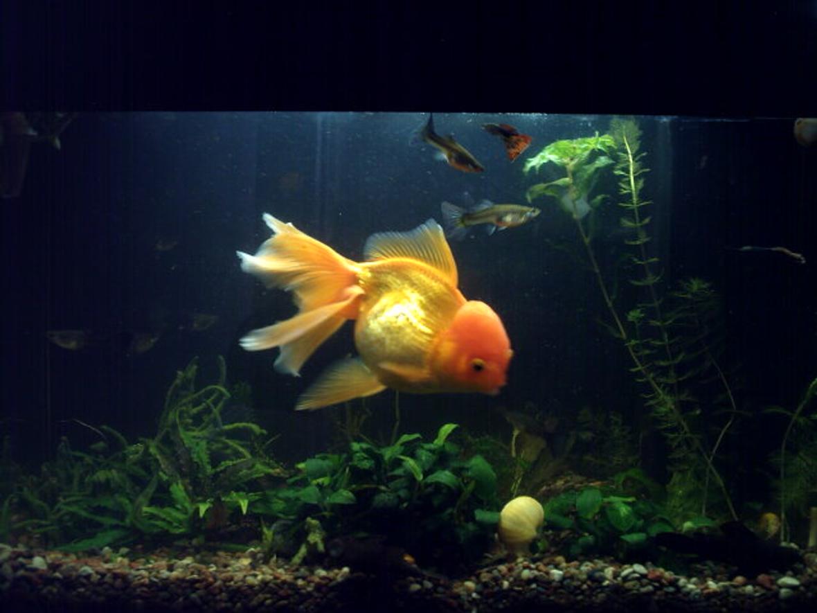 72 gallons freshwater fish tank (mostly fish and non-living decorations) - Main (will be better)