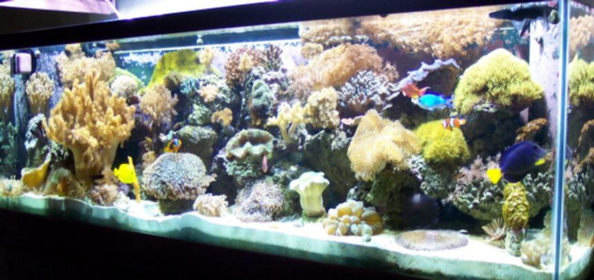 Rated #184: 125 Gallons Reef Tank - pic1