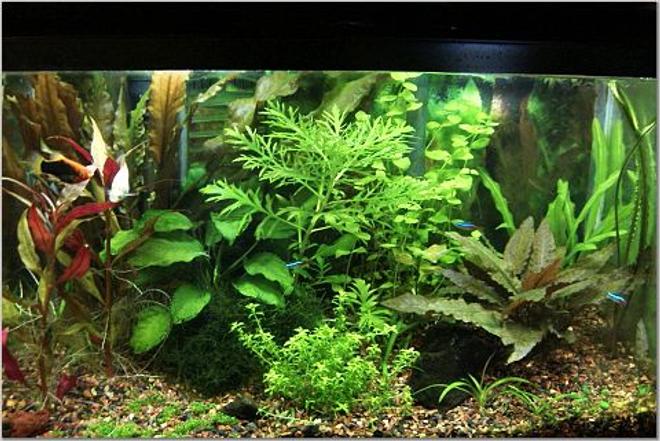 10 gallons planted tank (mostly live plants and fish) - I recently converted this tank from low to high lighting, and began adding co2.  It's been about a month and a half and growth has been explosive.  Still working on fertilizer balance but am becoming happy with the current look/set of plants.