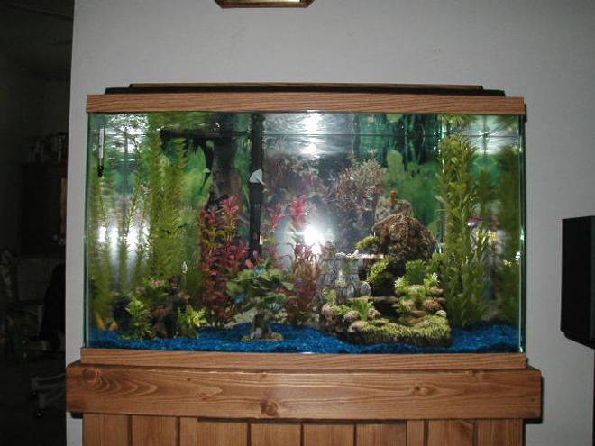 30 gallons freshwater fish tank (mostly fish and non-living decorations) - 30g