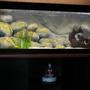 132 gallons freshwater fish tank (mostly fish and non-living decorations) - Overview, the tank has just recently been started on september 25th. It now contains 18 juvenile fish. The aquarium stands on 2 cubes these are linked by a shelf. These parts are all black. The shelf on which the tank is resting is brown and curved at the front side.