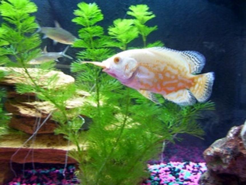 Rated #1587: Freshwater Fish - Astronotus Ocellatus - Albino Oscar Stocking In 30 Gallons Tank - My Albino Oscar with a just gulped Goldfish sticking out of his mouth. *yummy*