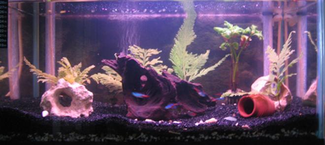 50 gallons freshwater fish tank (mostly fish and non-living decorations) - 2ft tank. Under Gravel Filtration.
- 9 cardinal tetras
- 2 crown tetras
- 2 barbs
- 4 rumy nose