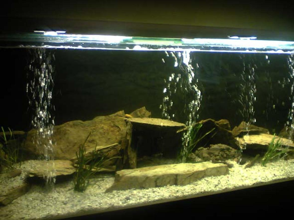 80 gallons freshwater fish tank (mostly fish and non-living decorations) - 60"L x15"W x20"H Tank, Sonpar 1500Lph, 300w heater, 5foot single dalbarb fluro. 2x Electric Yellow Cichlids, 1x Male & 2x Female Electric Blues, 3x Yellow Tail Acies, 3x Crayfish, 1x Eel-tailed Catfish, 1x Brown-finned Eel.