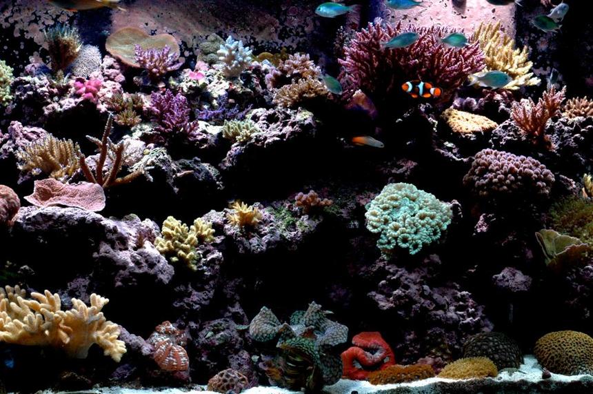 Rated #240: 210 Gallons Reef Tank - Right side of tank
