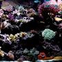 210 gallons reef tank (mostly live coral and fish) - Right side of tank