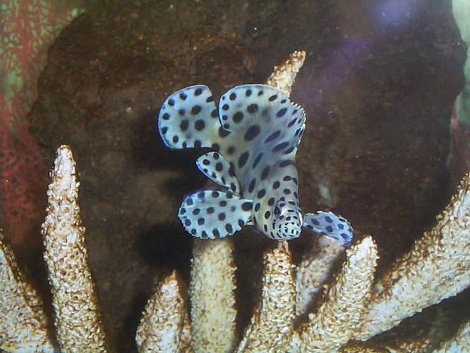 saltwater fish - cromileptes altivelis - panther grouper stocking in 90 gallons tank - panther grouper