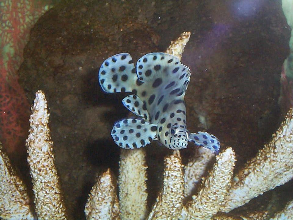 saltwater fish - cromileptes altivelis - panther grouper stocking in 90 gallons tank - panther grouper