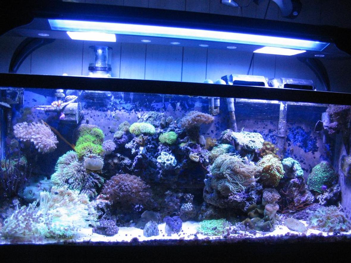 55 gallons reef tank (mostly live coral and fish) - 55 gallon Reef Tank
