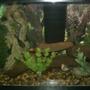 10 gallons freshwater fish tank (mostly fish and non-living decorations) - 10 gallon look natural tank.