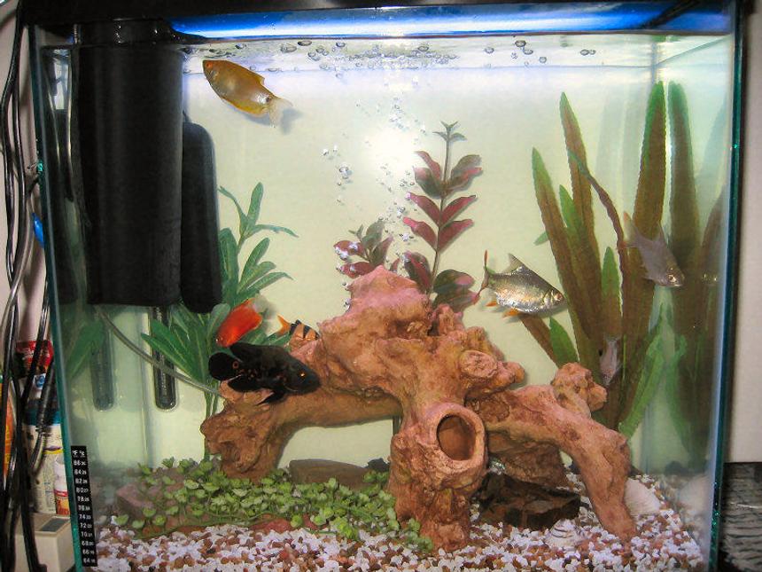 Rated #3865: 18 Gallons Freshwater Fish Tank - This is the largest & best setup I've ever had. I tried to keep it simple with higher quality equipment. It really provides a great partition between my kitchen & living room. I hope to move up to a 75 gallon tank soon. The 40i filter is great but it could HOB. The UV sterilizer rocks!