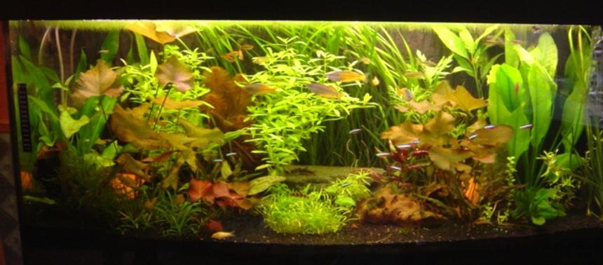 Rated #563: 60 Gallons Planted Tank - Juwel Rio 300 Community tank!