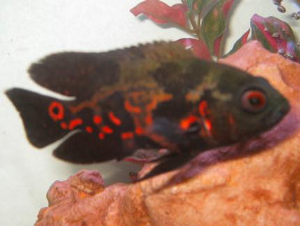 freshwater fish - astronotus ocellatus - tiger oscar stocking in 18 gallons tank - Tiger Oscar (Astronotus Ocellatus)