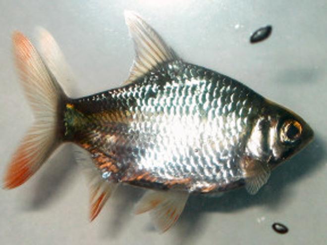 freshwater fish - barbus schwanefeldi - tinfoil red tail barb stocking in 18 gallons tank - Tinfoil Barb (Barbonymus Schwanenfeldii)