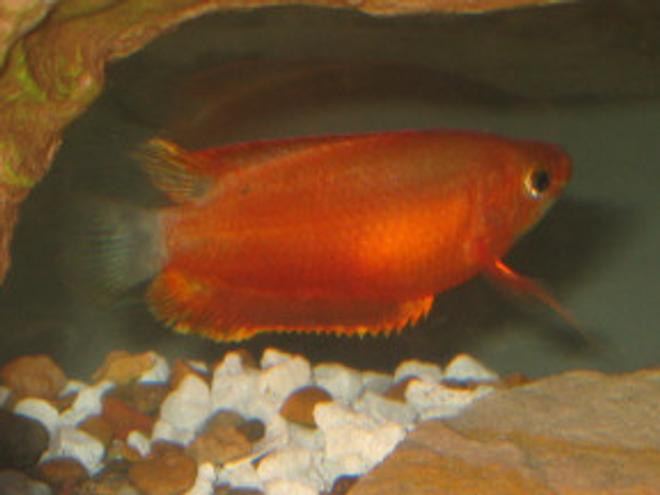 freshwater fish - trichogaster trichopterus - gold gourami stocking in 18 gallons tank - Gourami (Trichogaster Trichopterus)