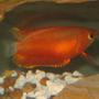 freshwater fish - trichogaster trichopterus - gold gourami stocking in 18 gallons tank - Gourami (Trichogaster Trichopterus)