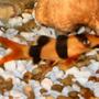 freshwater fish - botia macracantha - clown loach stocking in 18 gallons tank - Clown Loach (Chromobotia Macracanthus)