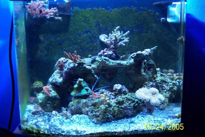 24 gallons reef tank (mostly live coral and fish) - my reef