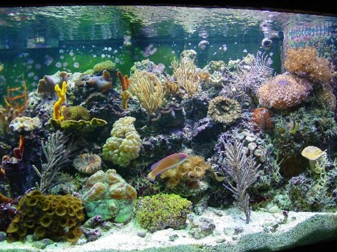 155 gallons reef tank (mostly live coral and fish) - 155 bowfront reef tank
