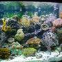 155 gallons reef tank (mostly live coral and fish) - 155 bowfront reef tank