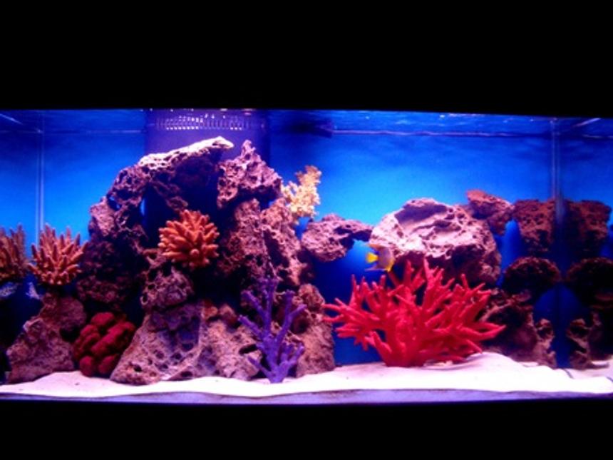 Rated #77: 90 Gallons Saltwater Fish Tank - My 90 gal