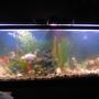 55 gallons freshwater fish tank (mostly fish and non-living decorations) - This one is a 55 gal that has rapidly growing GF. This photo was taken last year. It has a 8 inch lion head, a 10 inch chocolate fan tail, 3 comets @ 14 inches, and the various sized/typed offspring of these fish. They are obviously happy if they spawn as much as they do!