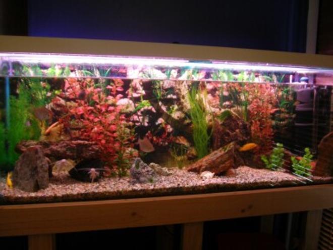 50 gallons freshwater fish tank (mostly fish and non-living decorations) - my tank