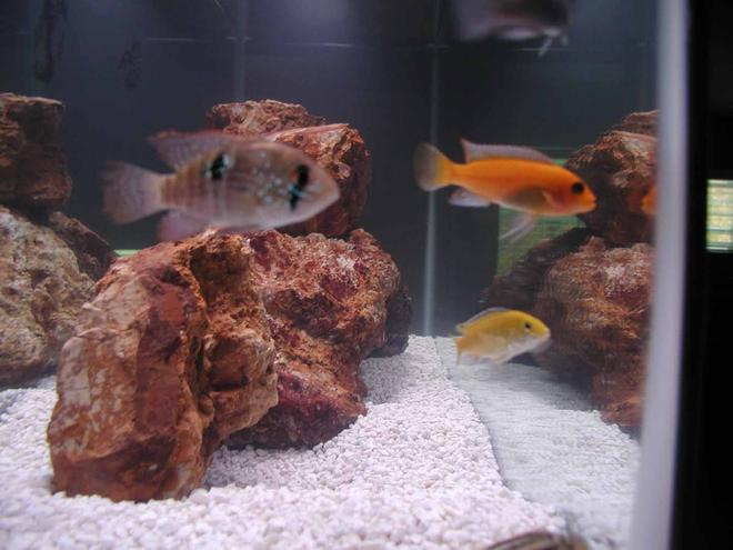 freshwater fish - aequidens rivulatus - green terror stocking in 55 gallons tank - green terror, red zebra, electric yellow