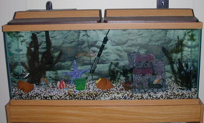 55 gallons freshwater fish tank (mostly fish and non-living decorations) - This is our 55 gallon tank