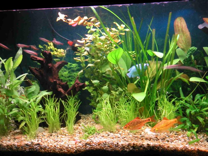 Rated #1209: 21 Gallons Planted Tank - 4X Golden Barbs, 2X Gouramies, 8X White Cloud Mountain Minnows, 1X Bristlenose Plec, 1X Siamese Algae Eater. I use and Eheim External Filter and Trioph  lighting. Plants : Ludwigia Repens, Echinodorus x barthii.Lilaeopsis and Hygrophila Corymbosa