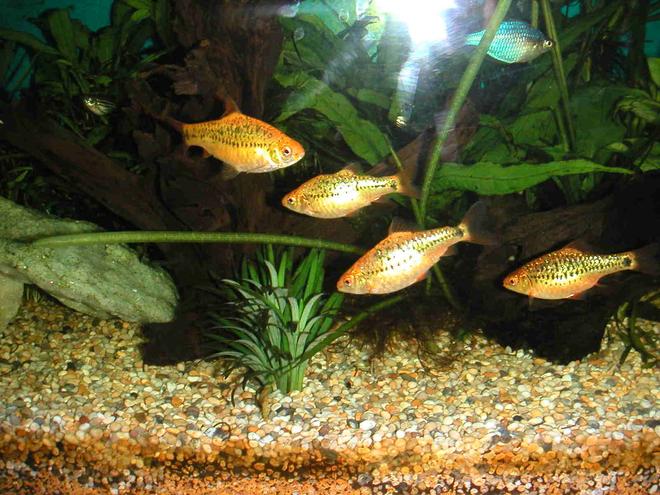 freshwater fish - puntius sachsii - gold barb stocking in 21 gallons tank - Golden Barbs