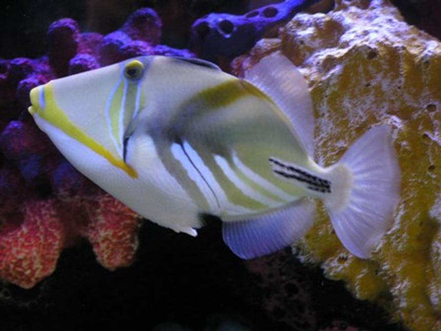 Rated #116: Saltwater Fish - Rhinecanthus Aculeatus - Humu Picasso Triggerfish Stocking In 90 Gallons Tank - Humu Humu