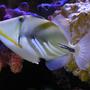 saltwater fish - rhinecanthus aculeatus - humu picasso triggerfish stocking in 90 gallons tank - Humu Humu