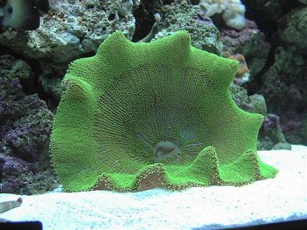 corals inverts - stichodactyla haddoni - green carpet anemone stocking in 125 gallons tank - Green carpet anemone