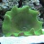 corals inverts - stichodactyla haddoni - green carpet anemone stocking in 125 gallons tank - Green carpet anemone