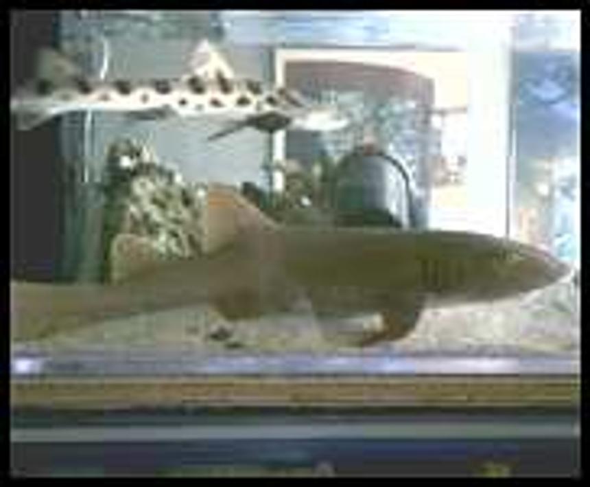 Rated #297: Saltwater Fish - Ginglymostoma Cirratum - Nurse Shark Stocking In 125 Gallons Tank - Nurse shark with lepord shark swiming overhead
