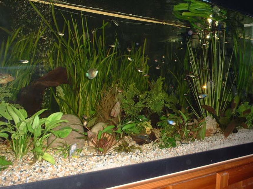 Rated #1312: Planted Tank - 400 litre planted community tank