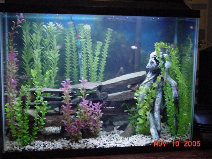 Rated #2707: 45 Gallons Freshwater Fish Tank - african cichlids