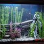 45 gallons freshwater fish tank (mostly fish and non-living decorations) - african cichlids