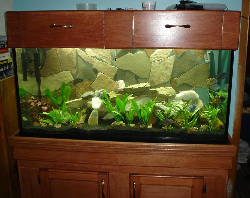 Rated #1738: 90 Gallons Planted Tank - 48"x18"x24".  Custom built stand and canopy, 192watts T8 lighting.  Background is real slate siliconed in place.  A Wide variety of very colourful African Cichlids (Super Red Empress, O. Lithobates, Aulonocara Baenshi, Lemon Yellow Jake, Labeotropheus, Cynotilapia Afra).  Filtration is via three canister filters, one with a surface skimmer.  Although not technically dedicated to plants, it also houses some beautiful Giant Hygro, Amazon Swords, and Red Hygro.  Total Stock is currently 18 fish.