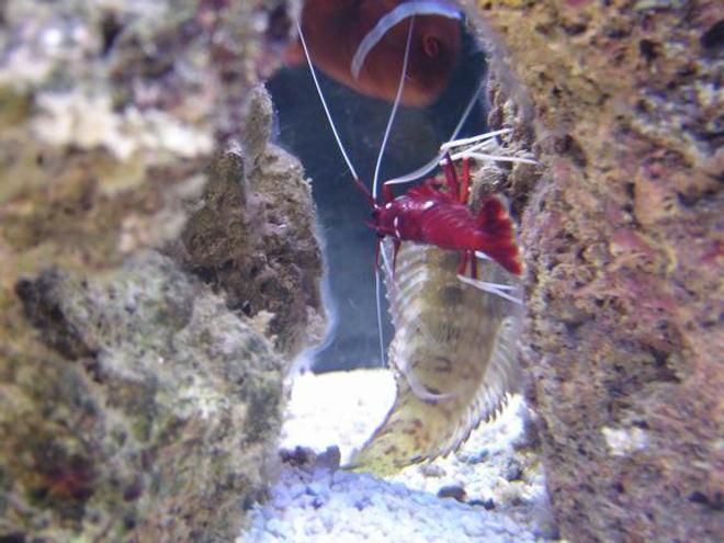 corals inverts - lysmata debelius - blood red fire shrimp stocking in 125 gallons tank - blood red cleaning blennie