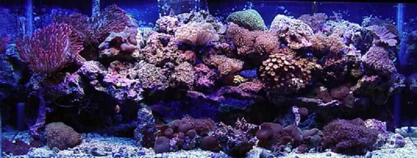 Rated #478: 75 Gallons Reef Tank - 75 gallon reef