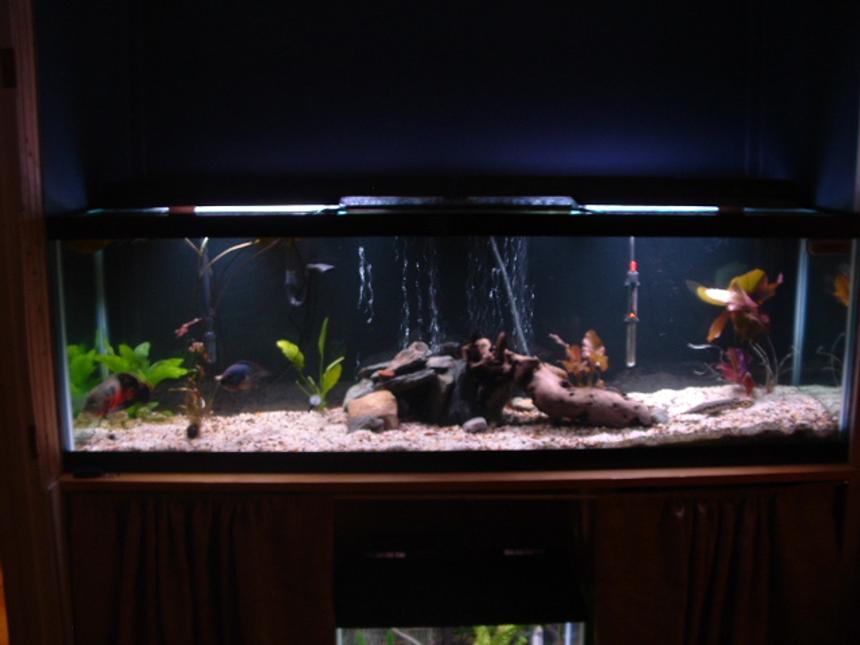 Rated #2830: 125 Gallons Freshwater Fish Tank - My 125