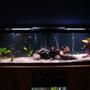 125 gallons freshwater fish tank (mostly fish and non-living decorations) - My 125