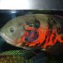 freshwater fish - astronotus ocellatus - tiger oscar stocking in 125 gallons tank - My Tiger Oscar