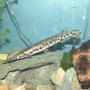 freshwater fish - lepisosteus oculatus - spotted gar stocking in 125 gallons tank - My Spotted Gar
